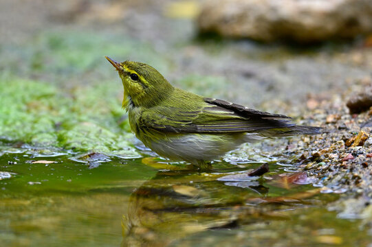 Wood warbler // Waldlaubs&auml;nger (Phylloscopus sibilatrix)