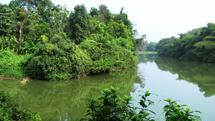 Fototapeta premium A tranquil lush green landscape in Kerala, India, featuring plants, trees, and a river
