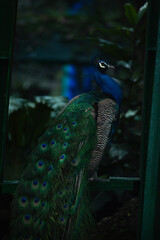 Naklejka premium Wild Animal In the Zoo, Sai Gon.