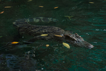 Fototapeta premium Wild Animal In the Zoo, Sai Gon.