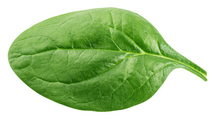 Spinach isolated, full depth of field