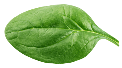 Spinach isolated, full depth of field
