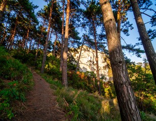 Obraz premium Path through a pine forest at sunrise