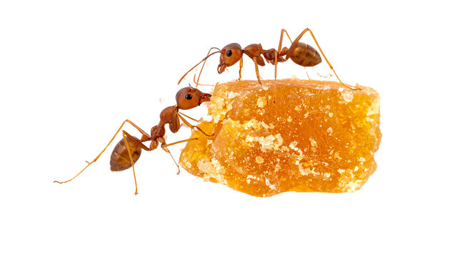 anta eating jaggery isolated on transparent background