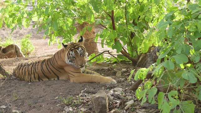 slow motion shot wild female tiger or panthera tigris sitting in tree shade with eye contact in evening game drive summer season jungle safari ranthambore national park forest reserve rajasthan india