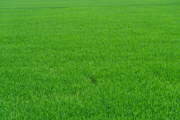 green rice field of rural area background