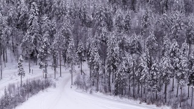Husky sledding through forest in Lapland, Traditional arctic winter sport, Drone shot