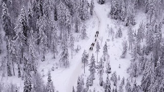 Husky sledding in Lapland, Traditional arctic winter sport, Aerial
