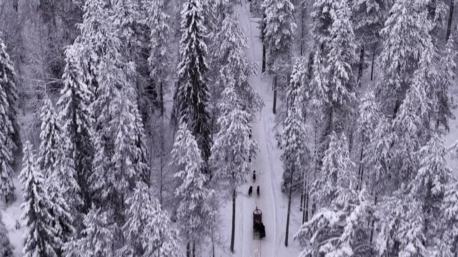 Husky sledding in Lapland, Traditional arctic winter sport, Drone shot
