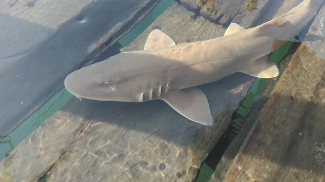 Baby nurse sharks resting on old wooden planks of a flooded pier, calm shallow water, juvenile sharks on man-made structure, underwater wildlife footage. 