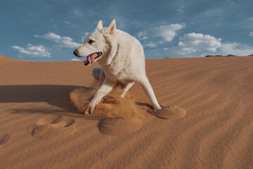 A large white dog is caught in a hilarious mid-air leap in the Mongolian desert. The action shot perfectly captures the comical, frozen moment of the playful jump on summer sand.
