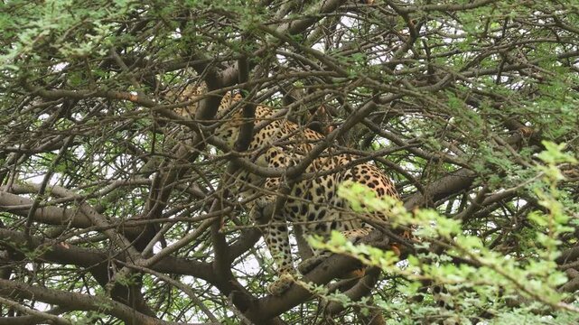 full shot of wild male indian leopard or panthera pardus or panther camouflage walking climbing on cluttered tree during outdoor jungle wildlife safari jhalana forest reserve jaipur rajasthan india