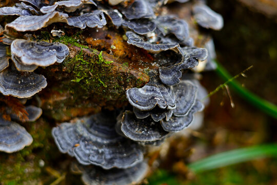 Clusters of grey turkey tail mushrooms on a tree trunk. - Powered by Adobe