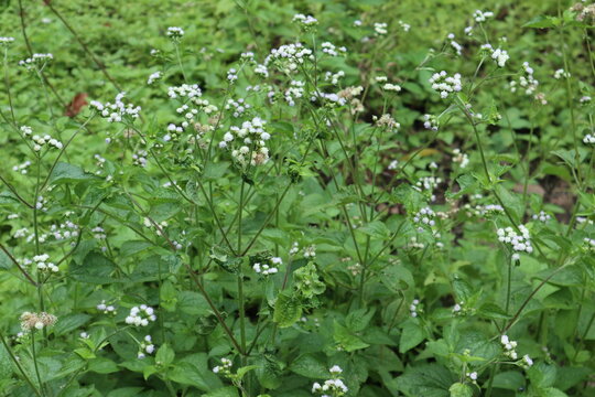 Ageratum conyzoides, known as Billygoat-weed, Goatweed, Chick weed, or Whiteweed, this plant gets its name because the smell it emits resembles the smell of a goat