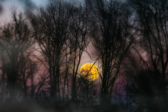 SuperMoon Rising Through Silhouetted Trees