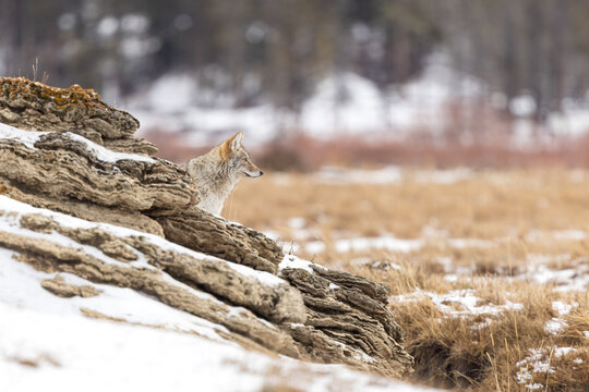 Coyote on a Rocky Outcrop Looking Towards the Horizon