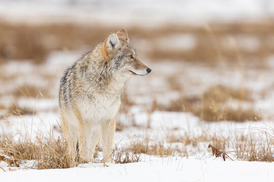 Coyote in a Snowy Field Looking Towards the Horizon