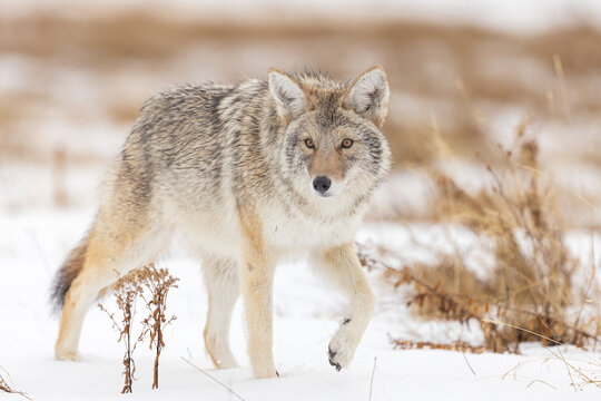Coyote Walking Through a Snowy Field