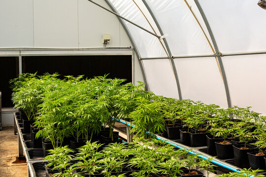 Modern indoor cannabis cultivation facility
