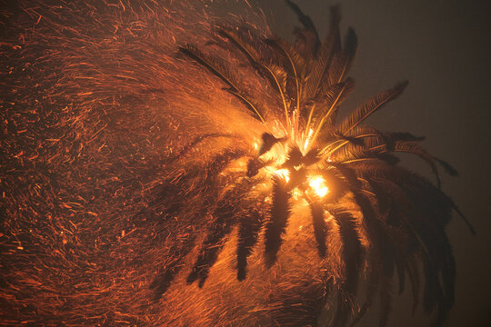 Big Palm Tree Burns and Spit Embers