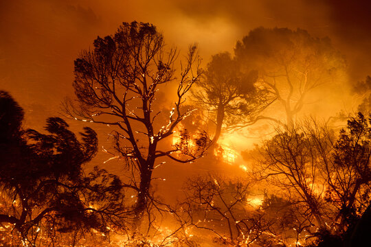 Tree in Will Rodgers Park Burns in Wildfire