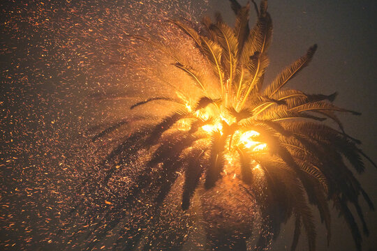 Big Palm Tree Burns and Spit Embers