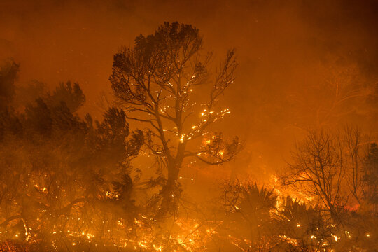 Tree in Will Rodgers Park Burns in Wildfire