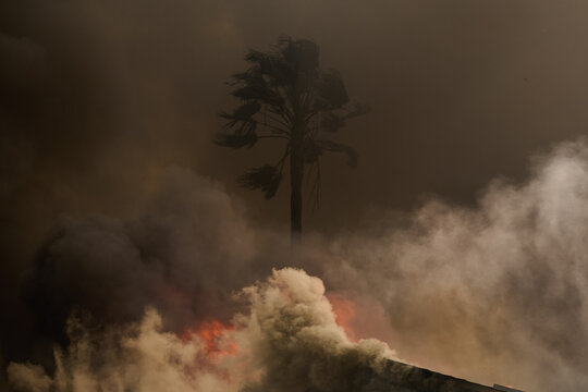 Palm Tree Amid Smoke and Flame
