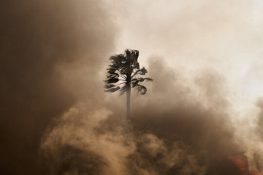 Palm Tree Amid Smoke and Flame