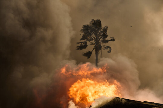 Palm Tree Amid Smoke and Flame