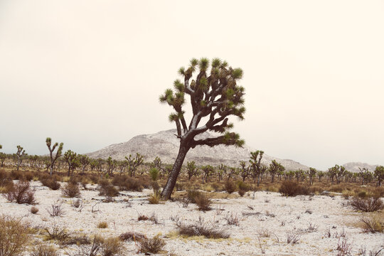 Joshua Trees Amid A Rare Desert Snowstorm