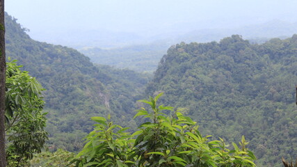Misty tropical mountain valley with dense forest viewed from hillside