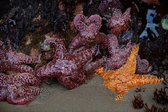 Green Anemone and Starfish During Low Tide on Oregon Coast