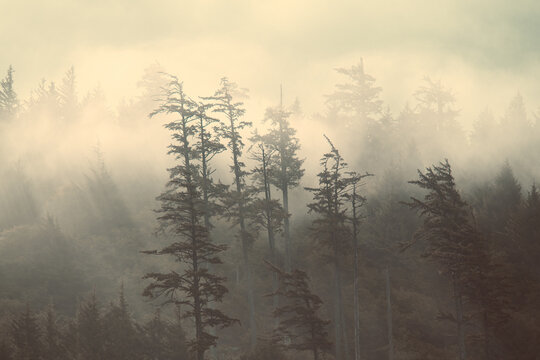 Foggy Morning at Ecola Beach State Park