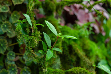 Rainforest understory plant growing on moss-covered branch, fresh green begonia leaves and natural humidity. Ideal for sustainability visuals, eco branding, environmental design and green concepts.