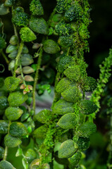 Rainforest vine covered with moss and rounded green leaves, vertical growth and rich texture. Ideal for sustainability visuals, eco branding, natural backgrounds and green concepts.