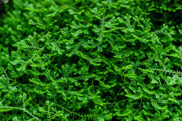 Dense selaginella foliage creating vivid green carpet with fine fern-like texture. Ideal for sustainability visuals, eco branding, biophilic design and natural backgrounds.