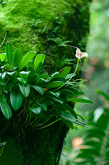 Epiphytic Masdevallia orchid flowering on mossy tree trunk, long-tailed sepals and compact leaf rosette. Useful for orchid marketing and botanical storytelling.