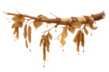 Autumn tree branch with falling yellow leaves for seasonal design elements and nature concepts on transparent background