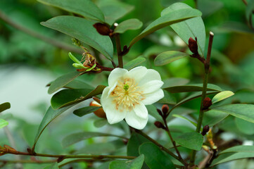Close up of magnolia michelia bloom showing layered petals and detailed stamens, green foliage background. Commercial image for horticulture marketing and nursery sales.