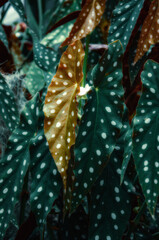 Decorative Begonia maculata leaves with white spots and burgundy undersides, photographed in dramatic lighting. Perfect for interior plant branding and creative design.