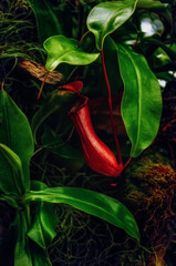 Tropical Nepenthes pitcher plant with red carnivorous trap and glossy green leaves, photographed in low light. Ideal for botany, exotic plants, terrarium and nature design.