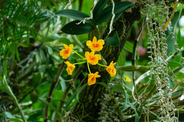 Yellow Dendrobium orchid blooming on tree trunk, epiphytic growth in tropical garden. Strong visual for orchid trade, greenhouse production and exotic plant collections.