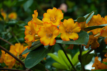 Blooming orange azalea flowers with soft petal texture and natural green foliage. Useful for ornamental plant marketing, catalogs and decorative print.