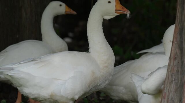 A Flock of Geese Grazing in the Grass