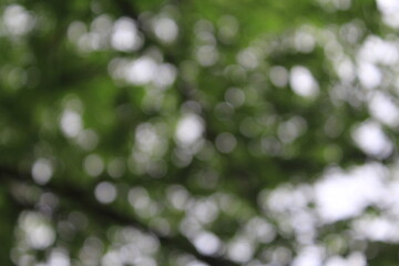 Soft focus green foliage background with natural bokeh effect