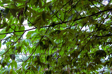 Dense tropical foliage with layered green leaves natural jungle background