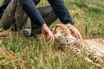 Man petting a cheetah lying on green grass. Animal protection and care in a rehabilitation center in South Africa.