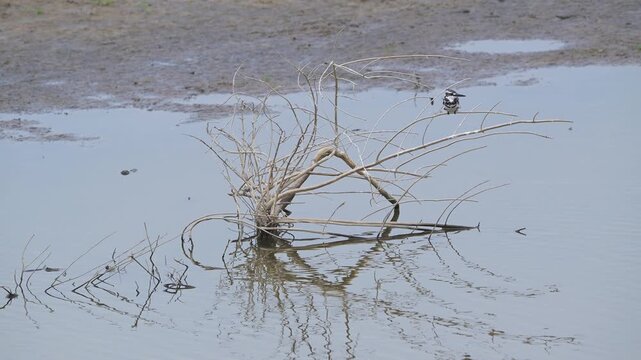 pied kingfisher or Ceryle rudis pair perched on branch with reflection in ramganga river water in winter season safari dhikala zone of jim corbett national park forest tiger reserve uttarakhand India