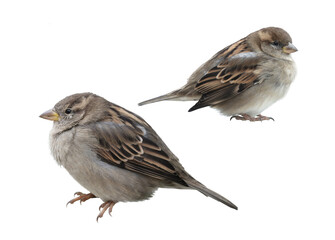 Portraits of two cute young sparrows isolated on a white background.